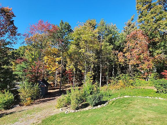Backyard trees in the fall