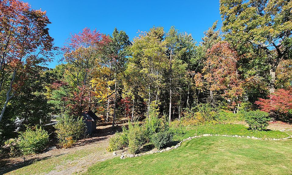 Backyard trees in the fall