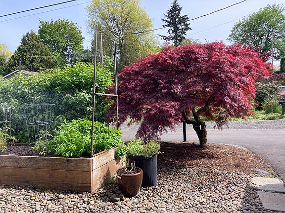 Lush front yard garden beds with veg and herbs and flowers