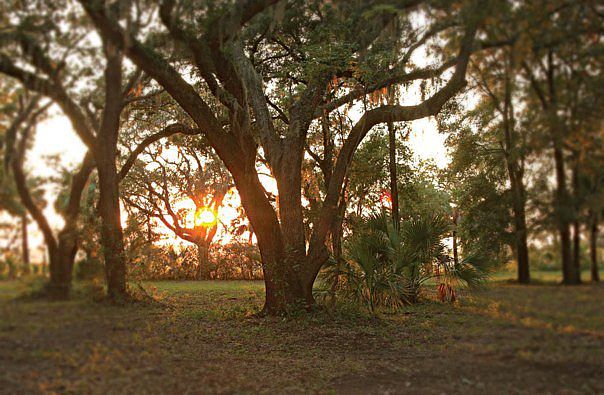 Live oaks 