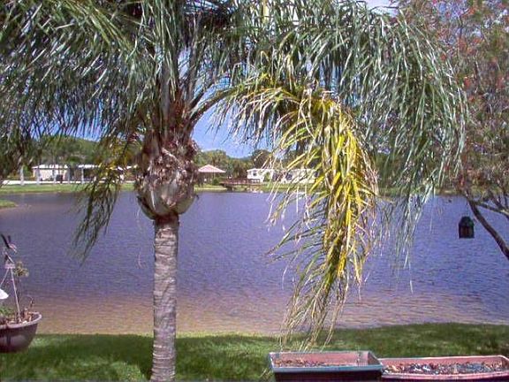 Lake view from patio(rear