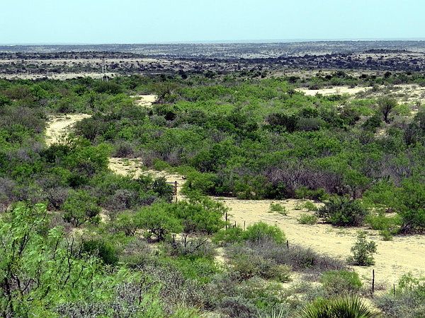 2nd image of TX-163 # 34