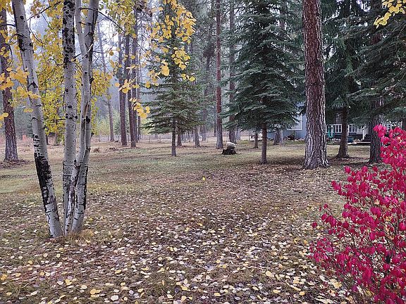 Front yard, facing house.