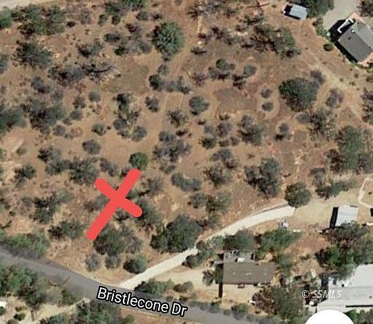 1st image of Bristlecone