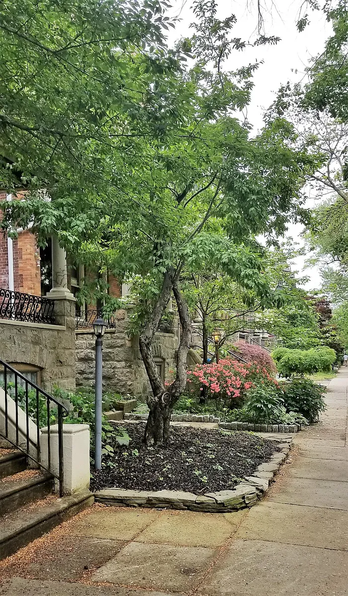 A tree lined street known for colorful front gardens - 4706 Cedar Ave #1