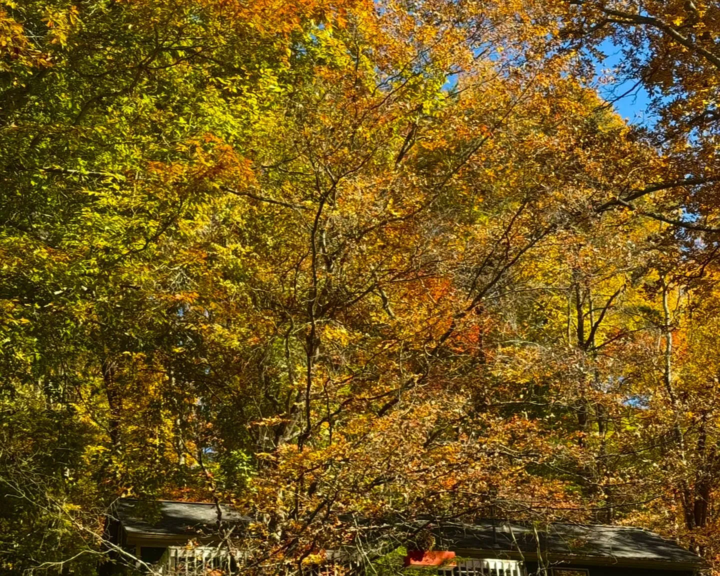5250 Old Virginia Springs Rd — Photo 4