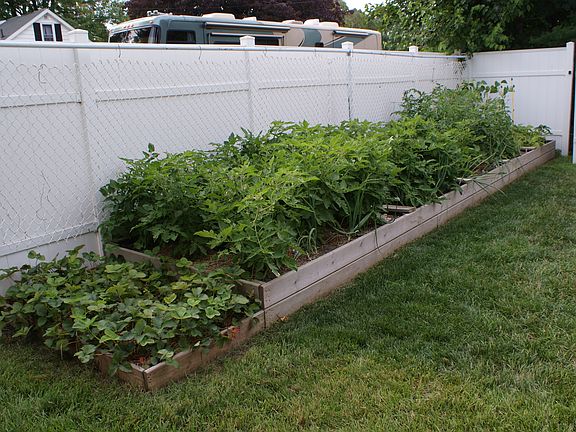 raised garden