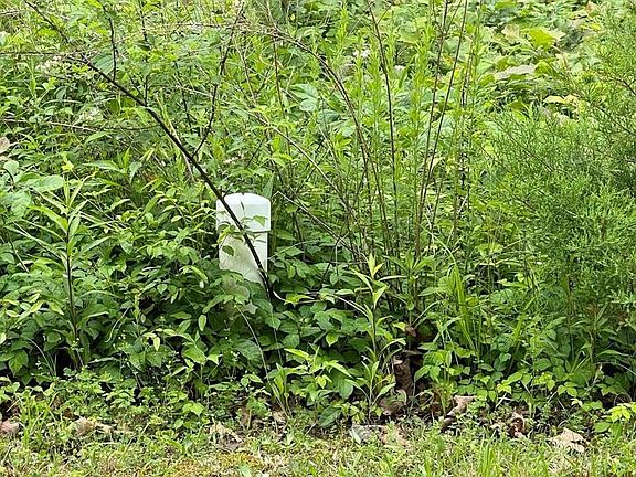 4th image of 0 French Broad River Rd Lot 2