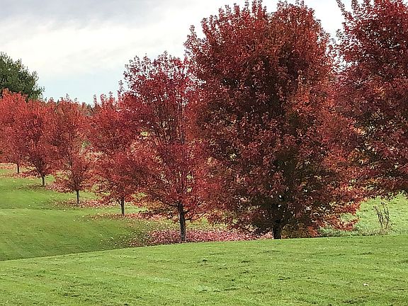 30 Flaming Maple Trees