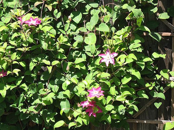 Lagoonside Flowering Vine