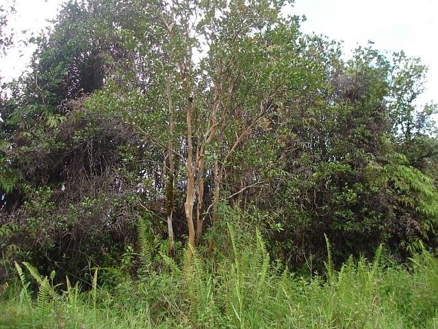 2nd image of Road 1 Uhini Ana Lot 2539