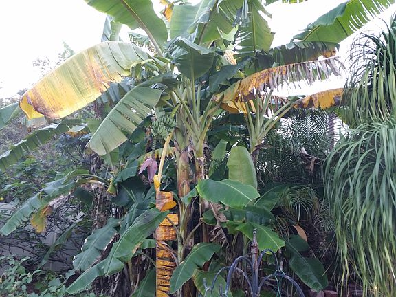 fruit trees everywere
