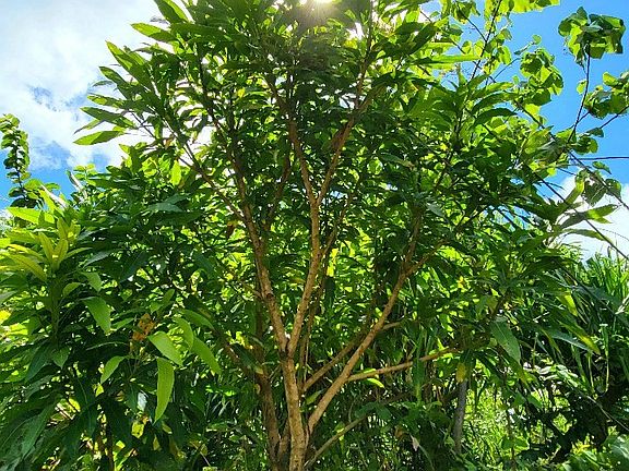 5th image of E Pohakupele Loop Lot 61