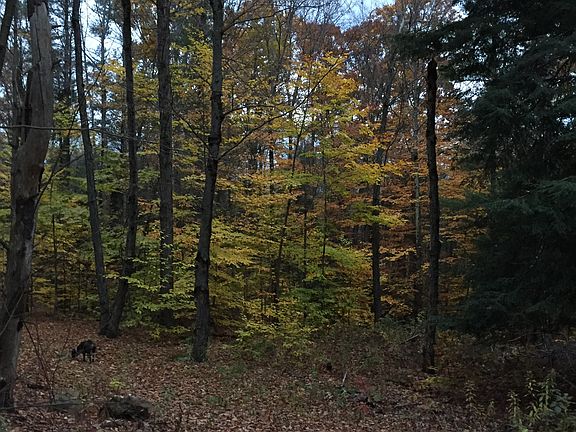 Trail through the woods 