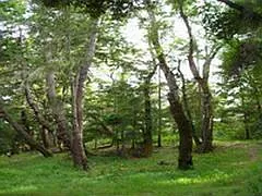Upper Trail