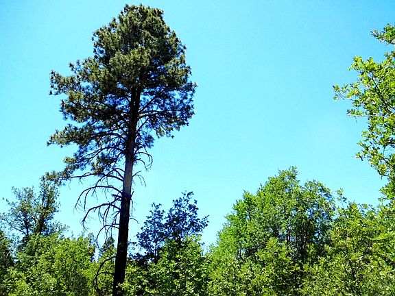 LOOK UP at trees and sky