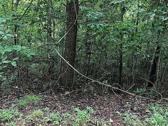 Lot heavily wooded