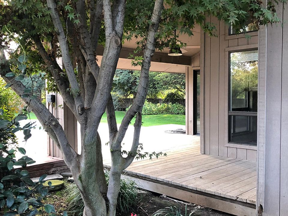 Japanese Maple in entry garden.