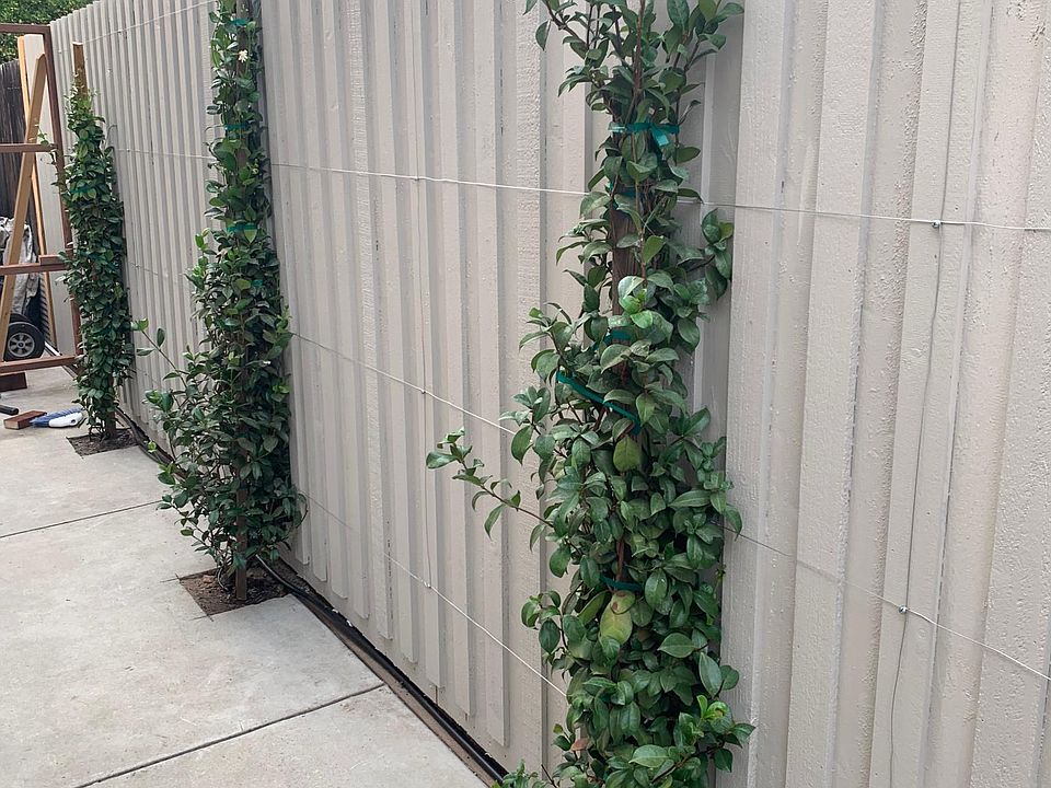 Entry way patio with new Jasmine plants