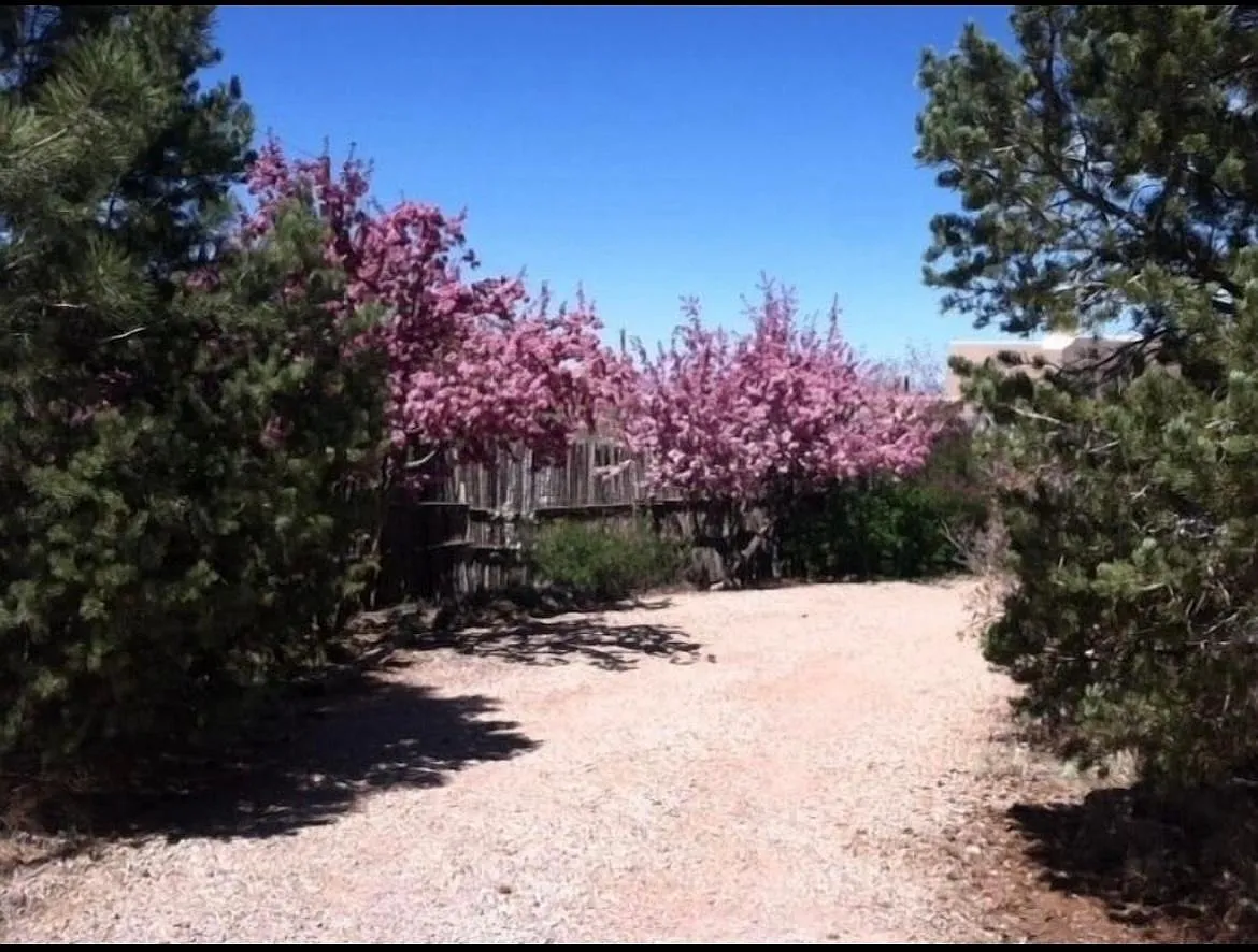 1005 Camino San Acacio — Photo 2