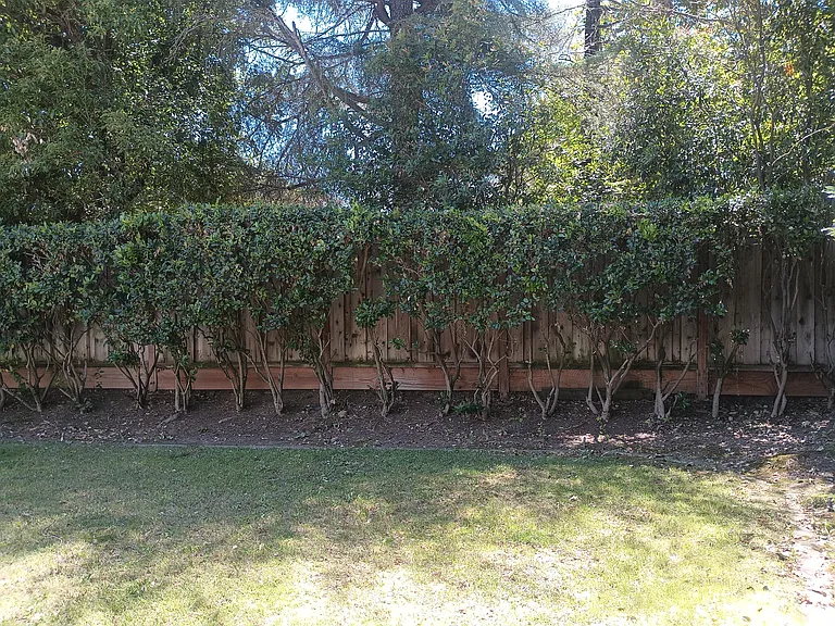 Private backyard with automatic sprinkler system