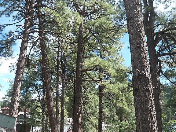 Surrounded by tall pines