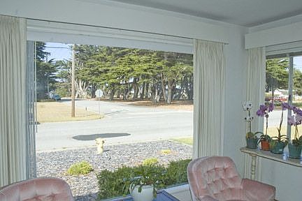 View of Monterey Pines