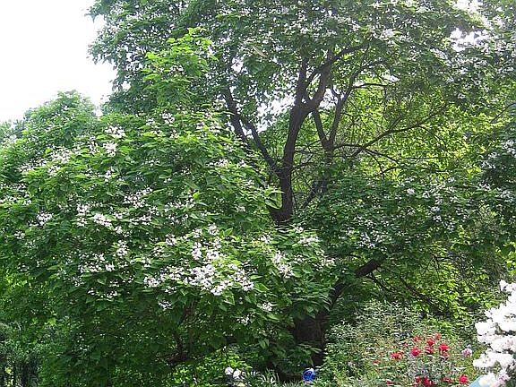 Beautiful catalpa