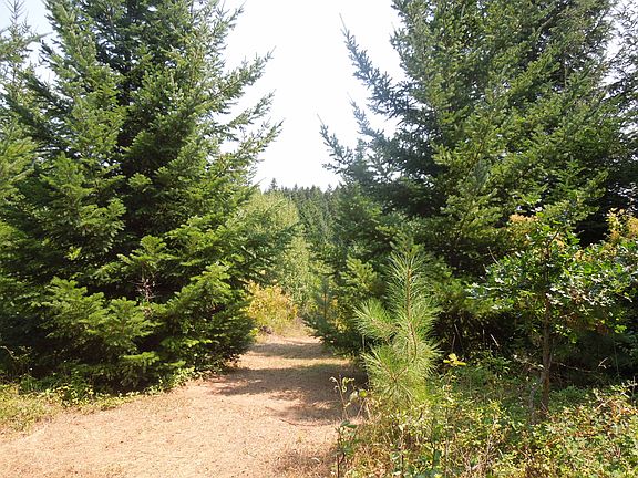 Fir & Pine trees throughout