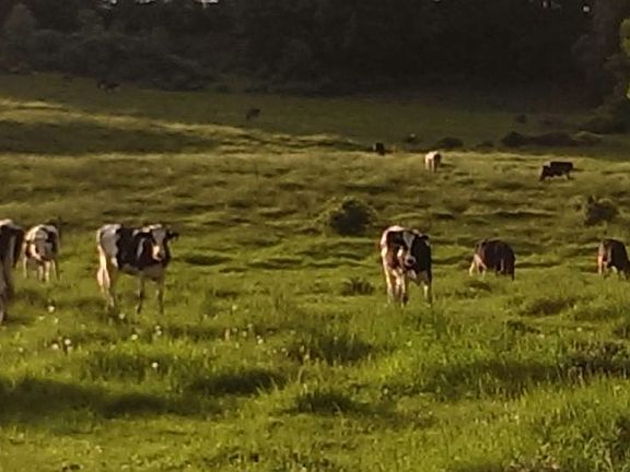 Can see these guys everyday.