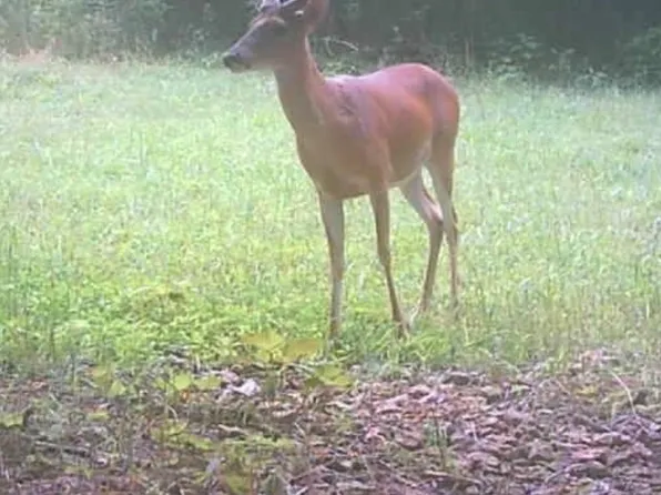 8526 Crawley Hill Rd, Mt Pleasant, TN 38474