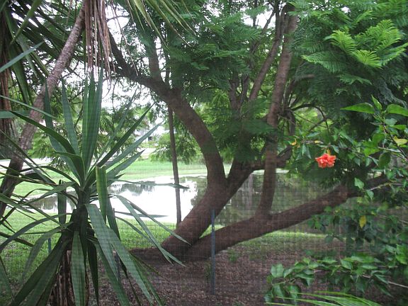 Looking through garden area