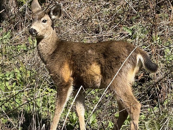 2nd image of Fiddle Back Rd Lot 8