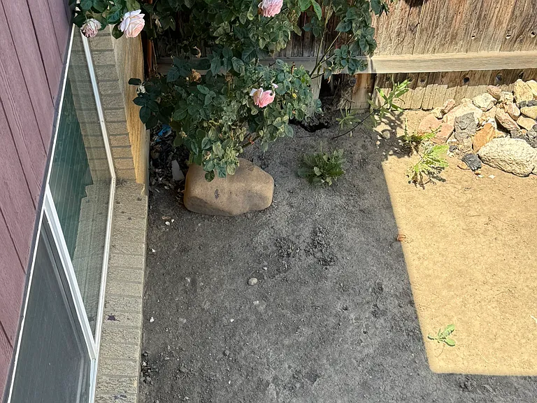 Rose in the backyard