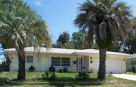 MATURE PALM TREES 1