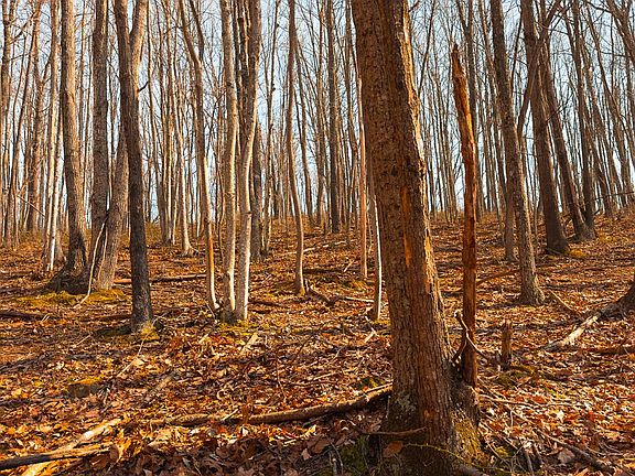 2nd image of 0 Gibson Hollow Rd