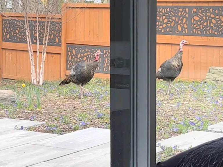 wild turkeys in back yard