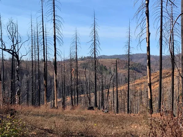 Acres 40 Big Canyon Loop, Grizzly Flats, CA 95636