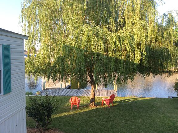 Large weeping willow