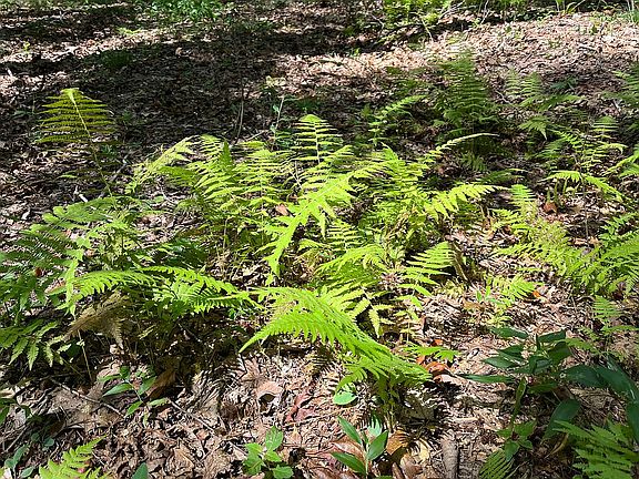 Cinnamon fern all around