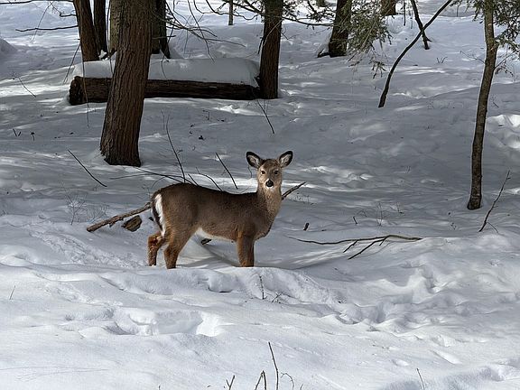 2nd image of Woolendean Rd Lot 6