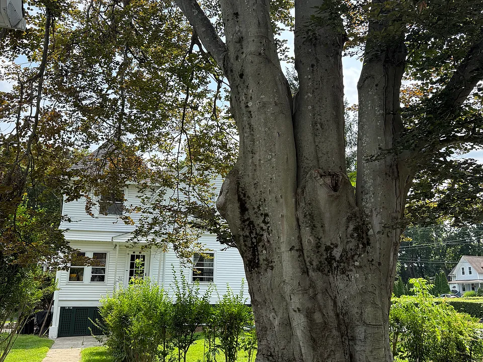 Unit 1 & 2 private entrance. Yard for Unit one to the right of the 150 yr European Beach Tree