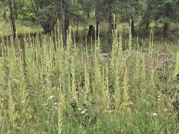 302 Skookum Rd Lot 12, Lakeside, MT 59922
