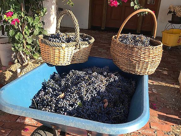 Grape harvest 