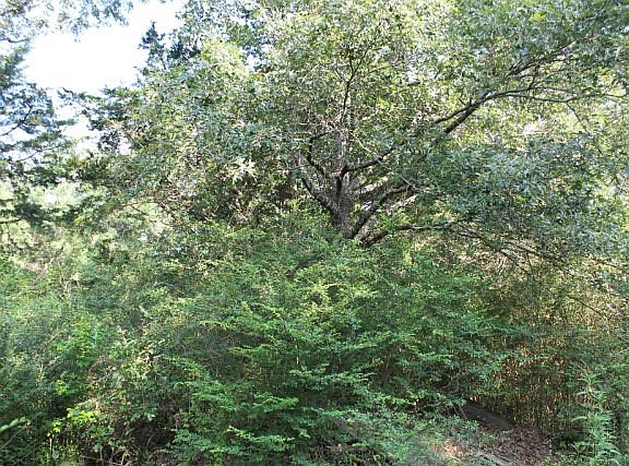 2nd image of 560 County Road 2734