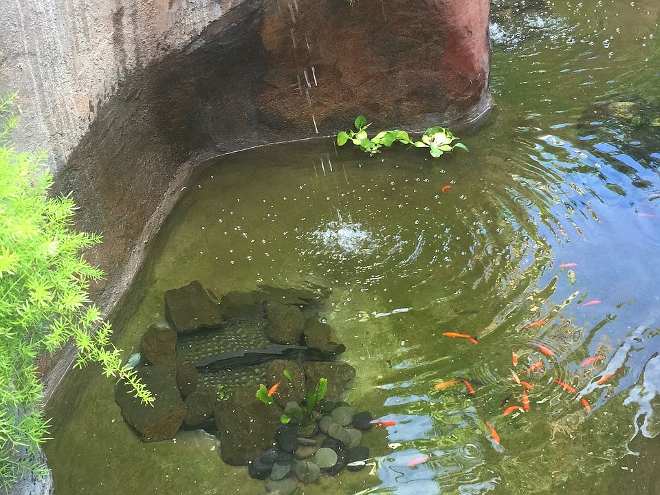 West Grotto Koi Pond