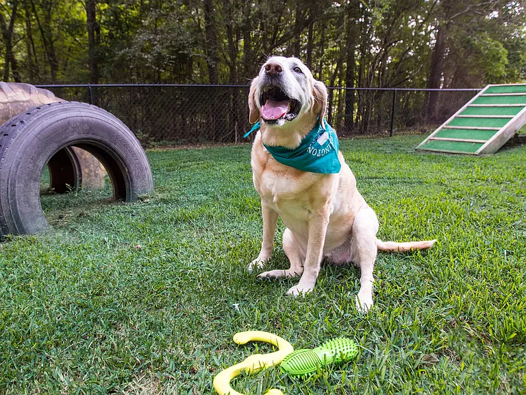 Unlock pet-friendly living at its peak in Lexington, South Carolina. Your dog is about to level up their happiness in our exclusive off-leash dog park.
