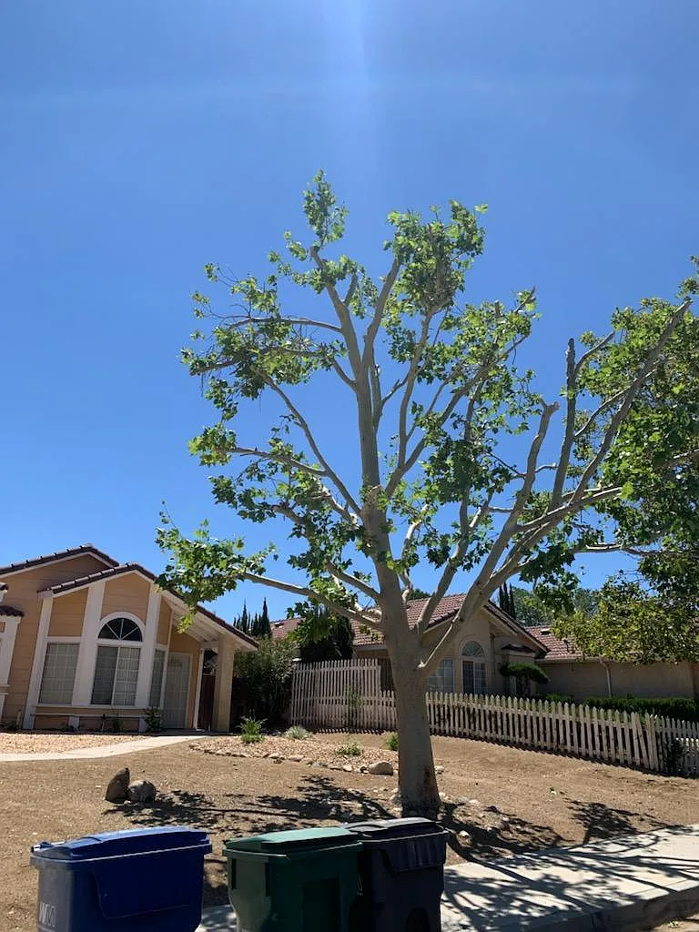 4 bed, 1529 sqft, $2,950 — Photo 1