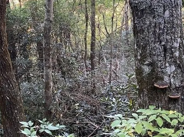 5 Knob Dr, Dillard, GA 30537