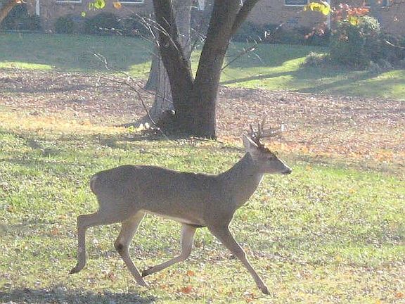 Deer in the Back Yard !
